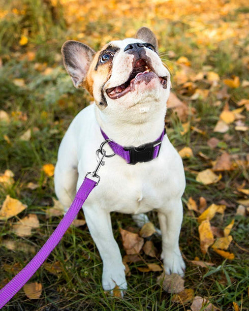 Reflective Dog Collar with Buckle, Adjustable Safety Nylon Collars for Small Medium Large Dogs, Purple S