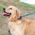 Hyhug Small Dog Collar, Quick-Release Heavy-Duty Nylon Adjustable Collar for Boy & Girl Dogs, Dark Green