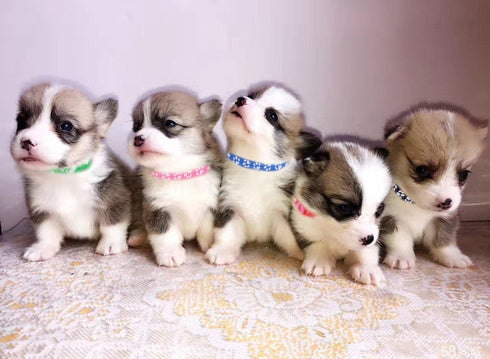YOY 12 pcs/Set Soft Nylon Puppy Whelping ID Collars - Adjustable Reusable Washable Baby Dog ID Bands