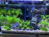 AQUA KT Aquarium Landscape Foreground Grass, Seaweed Green Plants for Marine Freshwater Fish Tank Decor