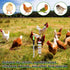 Kalekey 2 Pack Chicken Chewing Toy, Adjustable Chicken Toys for Coop with Volcanic Stone, Multi-Functional Chicken Coop