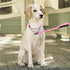 Martingale Dog Collar with Stainless Steel Chain, Martingale Collar with Reflective, Adjustable for Medium Large Dogs (S, Pink)