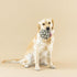 Fringe Studio "Pulling You in Odette Olive 3D Canvas Dog Toy with Tuggable Rope, PetShop Collection