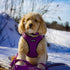 Voyager Reflective Dog Leash with Neoprene Handle, 5ft Long for Small, Medium, Large Breed Puppies (Purple, S)
