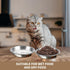 HUOIQUE 10 Pcs Stainless Steel Cat Bowls, 6.2 Inches Whisker Fatigue Cat Dishes for Food and Water