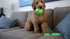The Outdoor Optimist Bark N Bounce Interactive Dog Toys, 6.5in Ball for Large Dogs