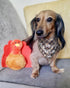 Thanksgiving Bandana for Dogs - Festive Pet Accessory