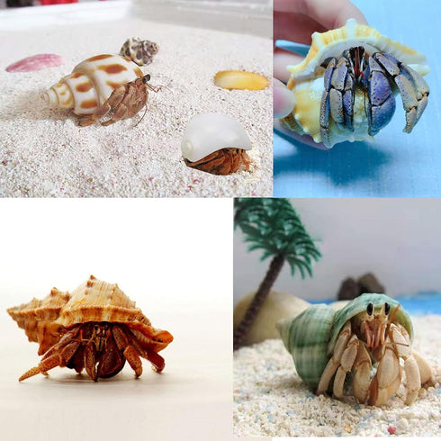 13 Pack Hermit Crab Shells with 2 Pack Food and Water Bowl, Growth Turbo Seashell Supplies Accessory