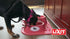 Lixit Ergonomic Bowls for Dogs with Long Ears (Coral, Large)