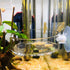 Aquarium Glass Feeder, Shrimp Feeding Dish, Round Clear Fish Tank Food Tray Container with Suction Cup, 65mm