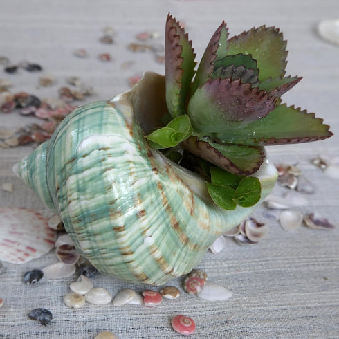 iao.v.p 2pcs 1.9-2.2" Decoration(2pcs Large Hermit Crab Shells, XXL Size Opening Big Hermit Crab Shells, Natural Sea