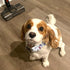 Lionheart Glory Dog Collar with Bow, Summer Stripe Boy Dog Bowtie Collar, Cute Gift for X-Large Dogs