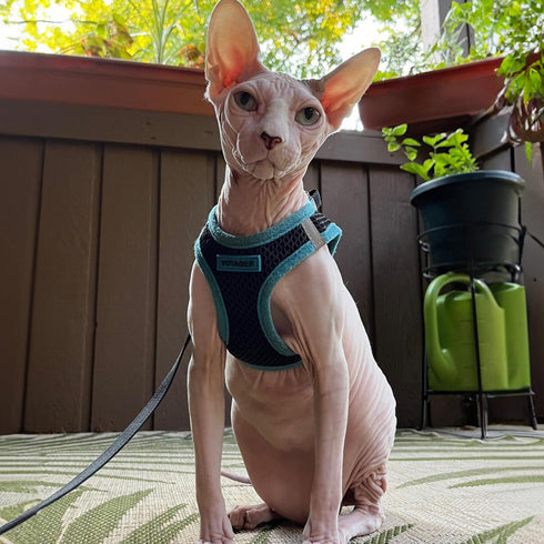 Voyager Step-In Air Dog Harness - Army/Black Trim, L - No Pull, Reflective, All Weather Mesh for Small, Medium Dogs,