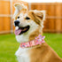 Girl Dog Collar with Detachable Flower, Adjustable Floral Pattern Soft Cotton Collars for Small to Large Dogs