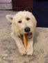 EcoKind Pet Treats Gold Yak Dog Chews | Great for Dogs, Keeps Dogs Busy & Enjoying, Indoor & Outdoor Use (1 Stick)