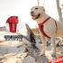 EzyDog Premium Chest Plate Reflective No-Pull Padded Comfort Dog Harness, Perfect for Training and Walking, Small, Red
