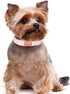 Cotton Dog Collar for Small Dogs, Adjustable Cute Boy Girl Collars with Metal Buckle (Baby Pink Daisy, S)