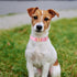 Adjustable Cotton Dog Collar for Large Dogs, Cute Pink Daisy Collar with Metal Buckle, XL