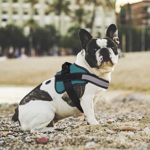 Bolux Dog Harness - No-Pull Reflective Vest, Breathable Adjustable Pet Harness for Outdoor Walking (Turquoise, XS)