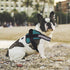 Bolux Dog Harness - No-Pull Reflective Vest, Breathable Adjustable Pet Harness for Outdoor Walking (Turquoise, XS)
