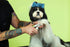 Andis 68575 Animal Nail Cutter - Stainless Steel Blades for Small Breeds, Recommended by Pet Trainers (Medium Size)