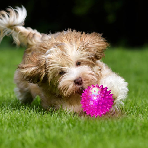 6 Pcs Light Up Spiky Ball Dog Toy, Glow in The Dark Spikey LED Flashing Rubber Dog Balls for Teething, Toss Fetch