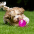 6 Pcs Light Up Spiky Ball Dog Toy, Glow in The Dark Spikey LED Flashing Rubber Dog Balls for Teething, Toss Fetch