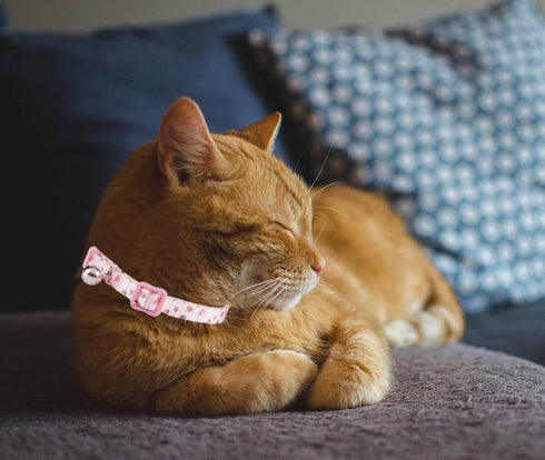 Breakaway Cat Collar with Bell, 2 Pack Adjustable Floral Collars for Cute Safety Purple Pink Kitty