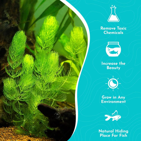 6 Pack 6 Live Aquarium Hornwort Coontail Indoor Plants - Excellent Aquarium Plant - Beautiful Effect to Aquarium - Fast