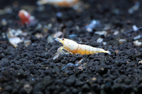 Golden Bee Shrimp Live Freshwater Aquarium Shrimp - 1/4 to 1/2 inch