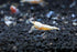 Golden Bee Shrimp Live Freshwater Aquarium Shrimp - 1/4 to 1/2 inch