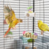 Bird Parrot Bells Toy, Sweet Sound for Budgie Parakeet Cockatiel Conure African Grey Lovebird