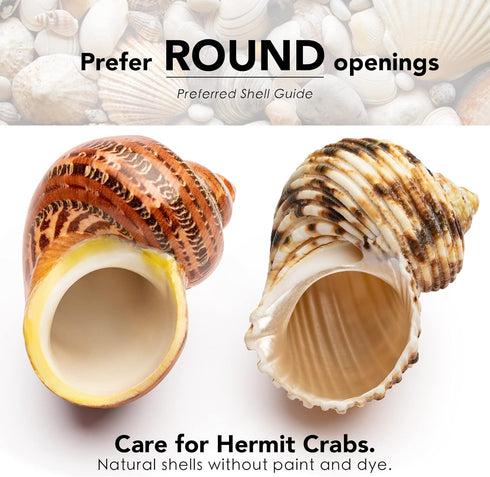 VOBRAMY 4PCS (2 1", 2"-3" Natural Hermit Crab Shells Types) | Opening Size Approximately Seashell Size: | Good