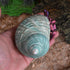 iao.v.p 2pcs 1.9-2.2" Decoration(2pcs Large Hermit Crab Shells, XXL Size Opening Big Hermit Crab Shells, Natural Sea