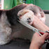 PURPLEBIRD 8 Inch Left Handed Downward Curved Dog Grooming Scissors, Professional Pet Shears, Silver