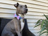 Elegant Little Tail Dog Collar with Bow, Soft & Comfy Adjustable Bowtie Pet Gift for Small Medium Large Dogs
