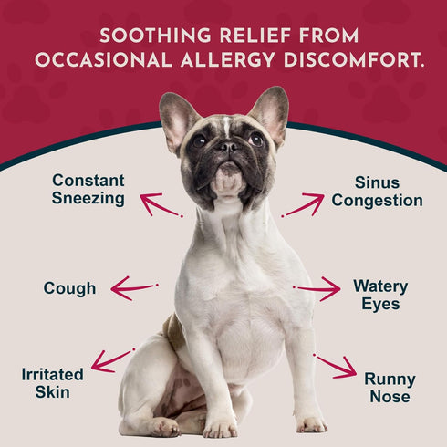 100% 1 oz Animal Essentials Seasonal Allergy Treatment for Dogs - Liquid Herbal Support for Dogs & Cats, Wellness