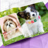 4 Pcs Pink Dog Collar, Spiked Studded Collars with Pearls, Rhinestone Bow Knot Crystal Diamond Colorful Flower Collars