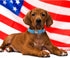 Lionheart Glory American Flag Dog Collar, Heavy Duty Adjustable, 4th of July Pet Gift for Medium Dogs