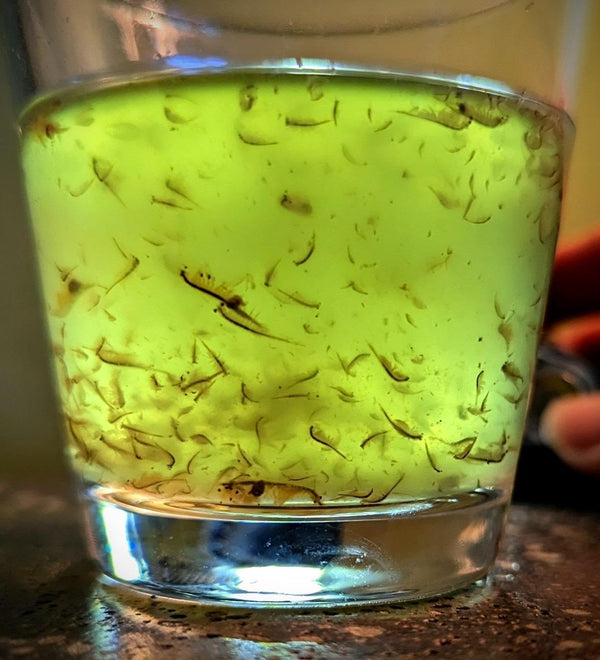 Demeter Biosciences Live Brine Shrimp by Demeter Bio, 12.5g Mixed Size brine Shrimp Shipped