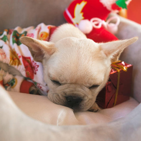 CuteBone Small Dogs Christmas Outfit, Soft Puppy Onesies Pjs Dog Pajamas, Comfy Doggie Jumpsuit