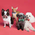 Segarty 10 PCS Bulk Dog Bow Ties with Adjustable Collar, Grooming Bowknot for Pet Photography Gifts
