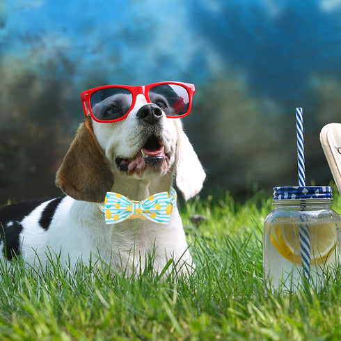 Maca Bates Summer Lemon Dog Collar with Bow Tie, Adjustable Breakaway Bows for XS to XL Dogs, Birthday Gift