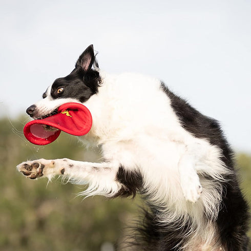 Nerf Dog Nylon Flyer Dog Toy, Lightweight Flying Disc, 9 inch diameter, for Medium/Large Breeds, Red