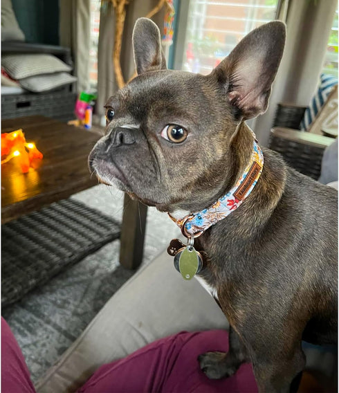 Lionheart Glory Premium Fall Dog Collar, Heavy Duty Adjustable Maple Leaf Design for Small Dogs