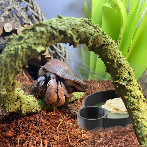 DQITJ 2 Pcs Hermit Crab Food Bowl Round Water Bowl Feeding Dish for Hermit Crab Snail Millipede Small Reptiles