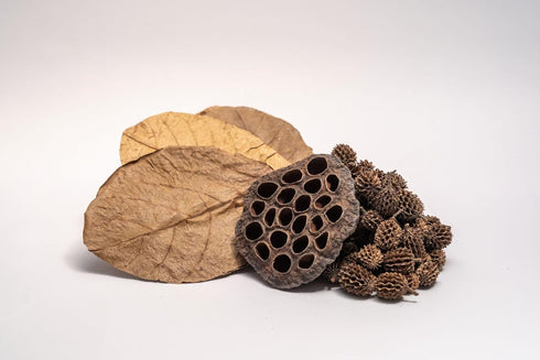 Natural Dried Catappa Leaves Aquarium Botanical, Tannin, Lotus Pods, Casuarina Cones, Indian