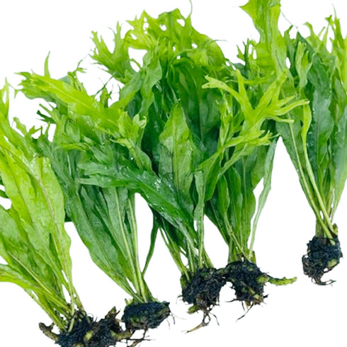 Generic 5X Java Fern Windelove Microsorum Pteropus Looses Aquarium Live Plant for Fish Tank Decoration