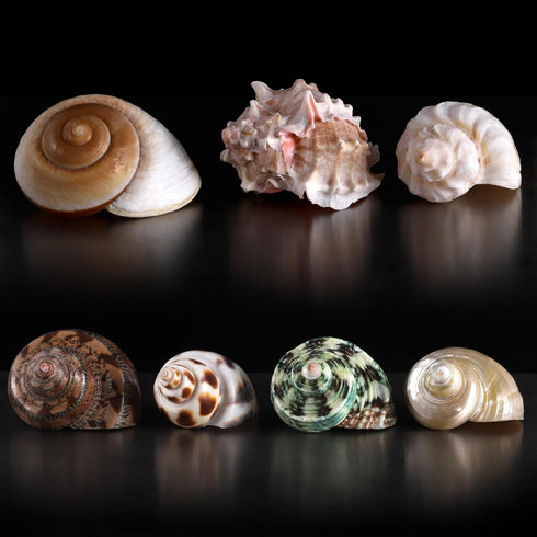 7 2-3.5". 0.5"-2" PPCLION PCS Large Medium Small Natural Hermit Crab Shells Turbo Sea Conch Shell for Dcor, Size: