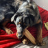 Bully Bunches Mega Authentic Yak Cheese Himalayan Chews for Giant Dogs, All Natural Dental Chews (4 PK)